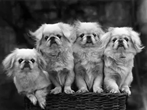 Pekingese Prints: FALL / PEKINGESE