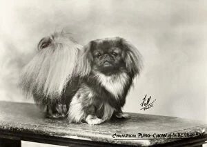 Chow Collection: FALL / PEKINGESE / 27