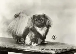 Pekingese Prints: FALL / PEKINGESE / 27