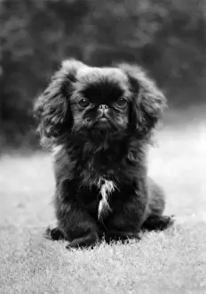 Pekingese Prints: FALL / PEKINGESE PUPPY