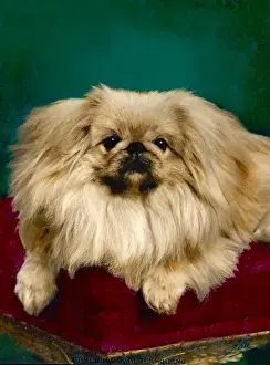 Pekingese Prints: Fall / Pekingese / Tul-Ching