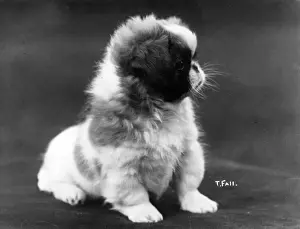 Pekingese Prints: FALL / PEKINGESES / 1922 / 23