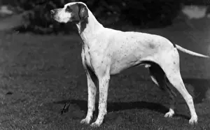 Pointer Prints: FALL / POINTER / 1928