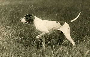 Images Dated 30th August 2018: FALL / POINTER / 1936