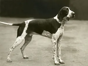 Images Dated 30th August 2018: FALL / POINTER / 1937