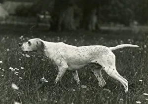Images Dated 30th August 2018: FALL / POINTER / 1938