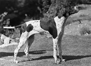 Pointer Prints: FALL / POINTER / 1947
