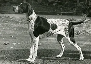Images Dated 30th August 2018: FALL / POINTER / 1954