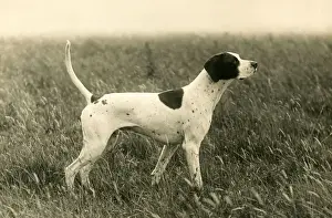 Howe Prints: FALL / POINTER / BANCHORY