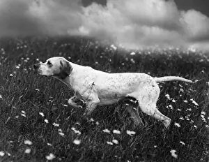 Howe Prints: FALL / POINTER / GINGER