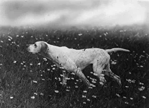 Daisies Prints: Fall / Pointer / Ginger of Rishangles
