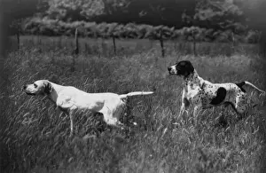 Fall / Pointers in field