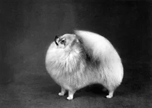 Images Dated 11th September 2018: FALL / POMERANIAN / 1962