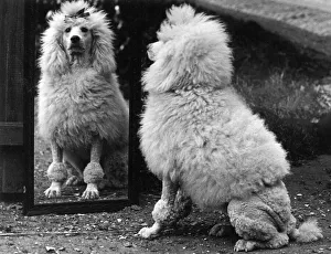 Images Dated 31st August 2011: Fall / Poodle & Mirror