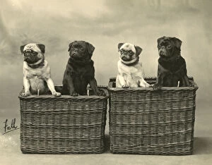 Paws Gallery: FALL / PUG / 1926
