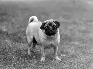 Gibbon Prints: FALL / PUG / 1928