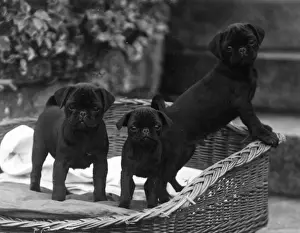 FALL / PUG / 1929
