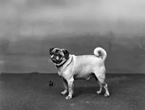 FALL / PUG / 1932