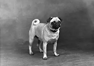 Candy Prints: FALL / PUG / 1949