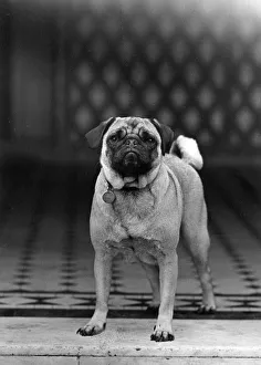 Grey and white sales pug