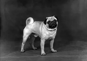 Hermit Prints: FALL / PUG / 1952
