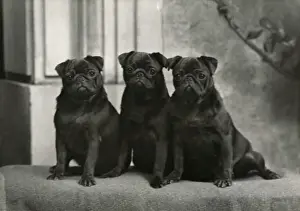 Howe Prints: FALL / PUG / 1954