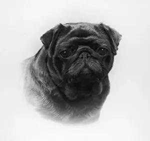 Howe Prints: FALL / PUG / 1958