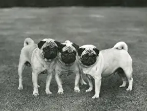Champions Prints: FALL / PUG / 1959