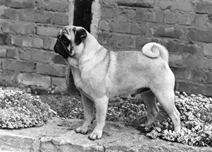 FALL / PUG / 1967