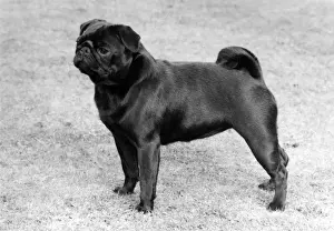 FALL / PUG / 1982