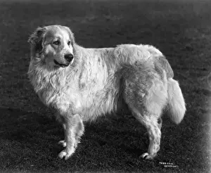 Kennels Prints: FALL / PYRENEAN DOG / 1911