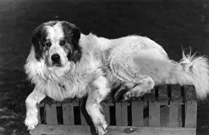 FALL / PYRENEAN DOG / 1911