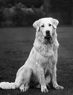 Pyrenean Prints: FALL / PYRENEAN DOG / 1936