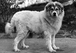 Imported Gallery: FALL / PYRENEAN DOG / 1947