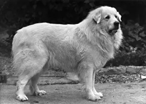 Harper Prints: FALL / PYRENEAN DOG / 1950