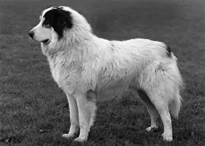 FALL / PYRENEAN DOG / 1960