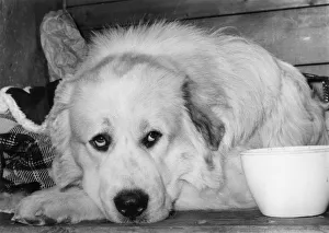 Unidentified Gallery: FALL / PYRENEAN DOG / 1973