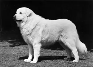 Bouchier Prints: FALL / PYRENEAN DOG / 1977