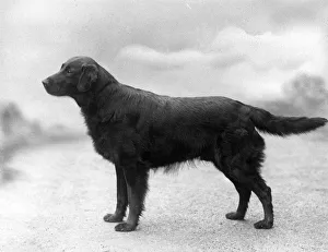 Adlington Gallery: FALL / RETRIEVER / FLAT / 1939