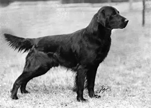Revival Prints: FALL / RETRIEVER / FLAT / 1943