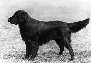 Skipper Collection: FALL / RETRIEVER / FLAT / 1963