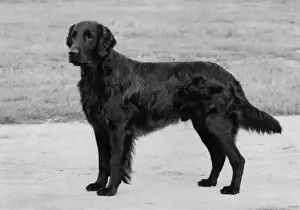 Squire Prints: FALL / RETRIEVER / FLAT / 1975
