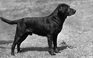 Fall / Retriever (Labrador) Champion Orchardton-du-O Banchory