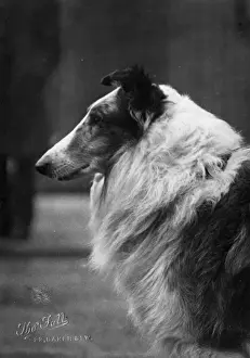 FALL / ROUGH COLLIE / 1927