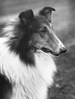 Fantail Prints: FALL / ROUGH COLLIE / 1933