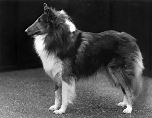 Collie Prints: FALL / ROUGH COLLIE / 1937