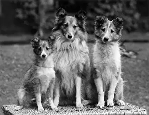 Collie Prints: FALL / ROUGH COLLIE / 1938