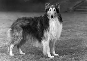 FALL / ROUGH COLLIE / 1951