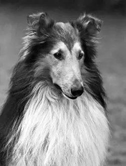 FALL / ROUGH COLLIE / 1951