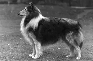 FALL / ROUGH COLLIE / 1953